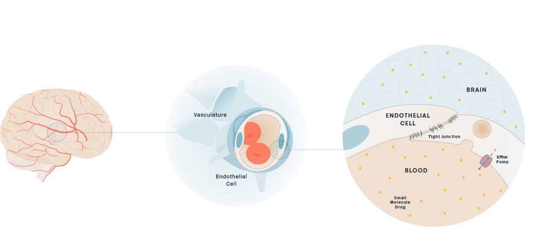 Blood Brain Barrier